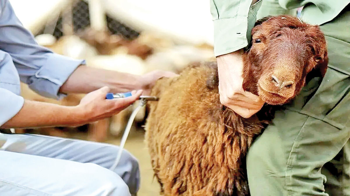 مدیریت بحران در بازار گوشت