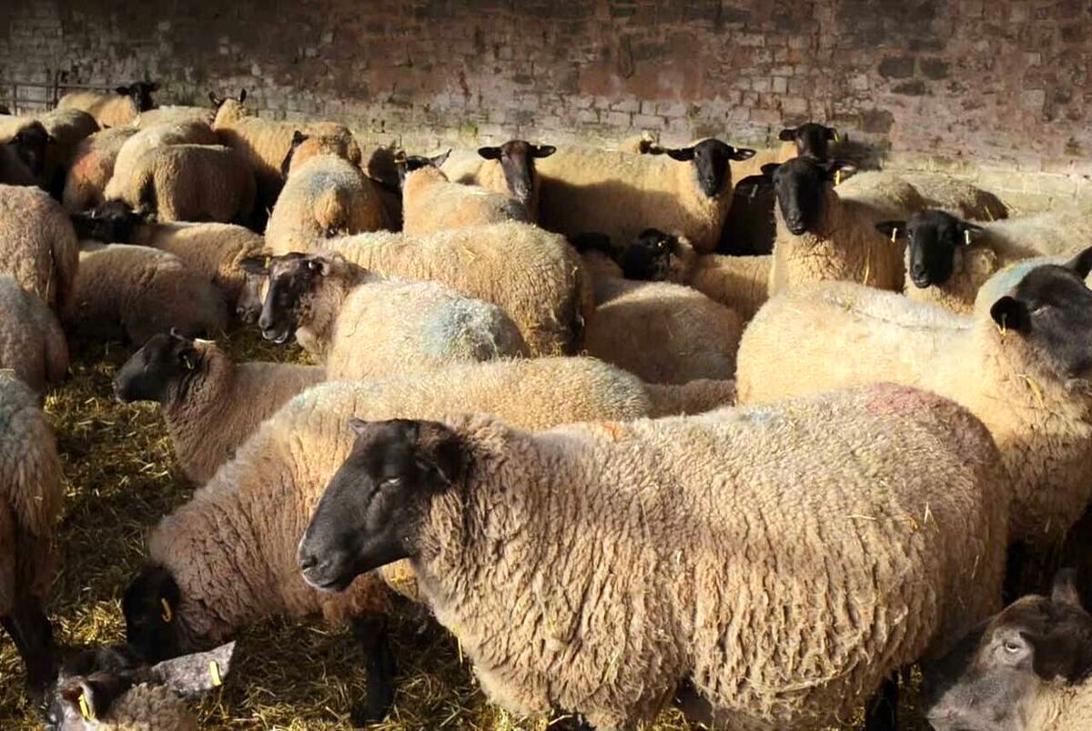 قیمت گوسفند و دام زنده برای عید قربان چند؟ + فیلم