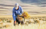 خوشه های رنج