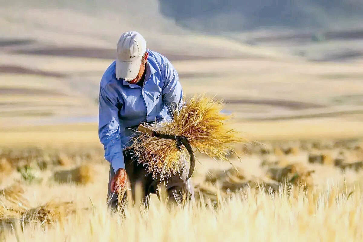 خوشه های رنج