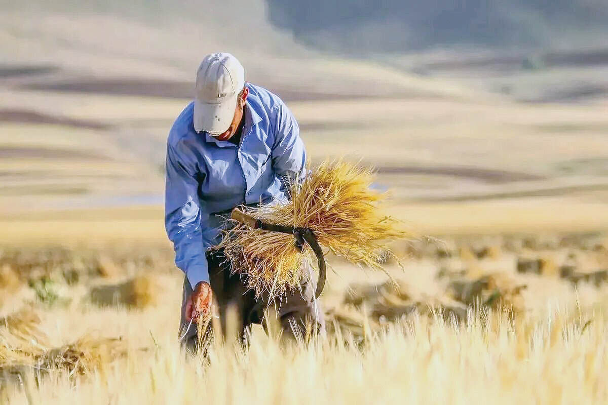 خوشه های رنج