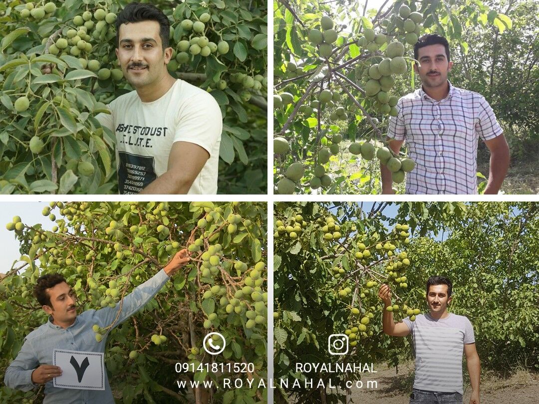 مرکز تولید نهال گردو ژنوتیپ 7 را بشناسید