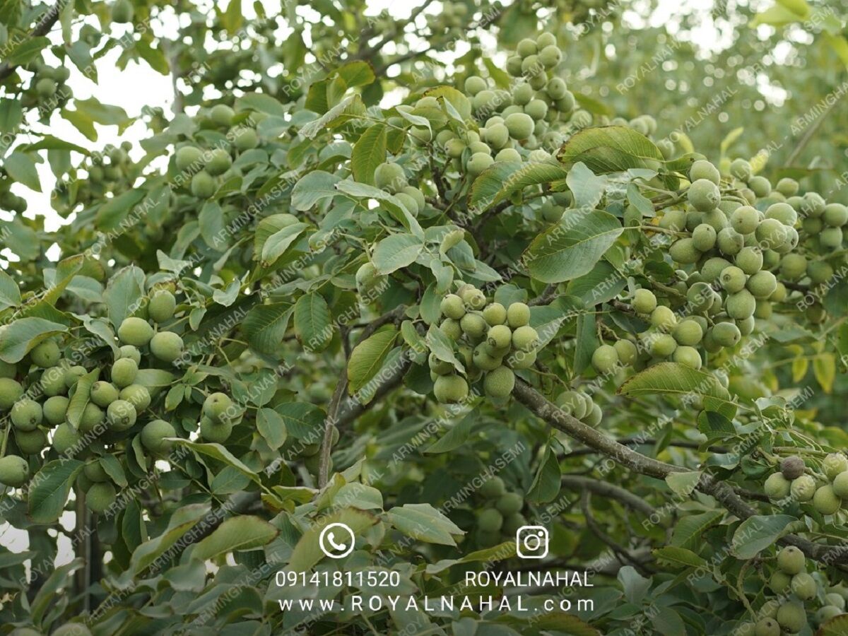 فروش گردو کانادایی فقط به قیمت 80 هزار تومان