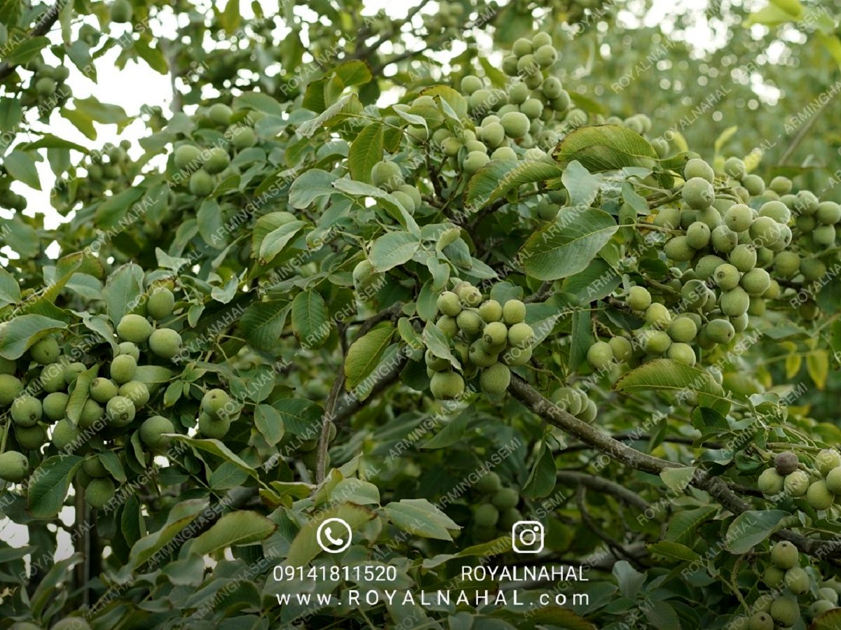 فروش گردو کانادایی فقط به قیمت 80 هزار تومان