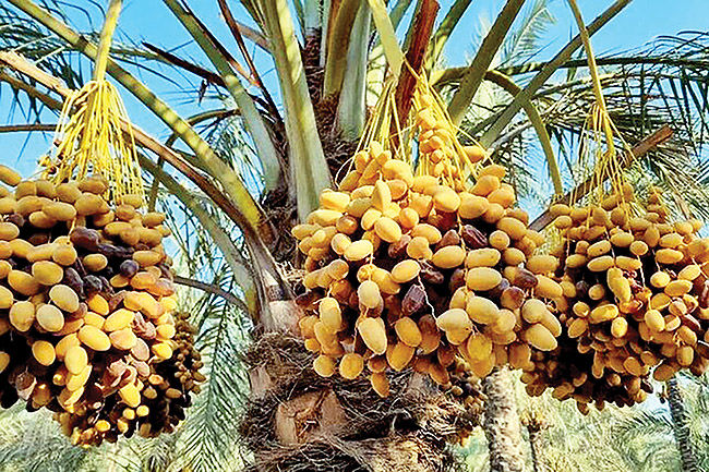 جایگاه خرمای هرمزگان در بازار داخل و خارج