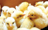 صدور مجوز صادرات تخم‌مرغ نطفه‌دار و جوجه یک‌روزه مازاد