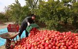تولید سالانه ۳۰ هزار تن انار در بزرگترین باغ متمرکز ایران