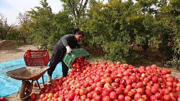 تولید سالانه ۳۰ هزار تن انار در بزرگترین باغ متمرکز ایران
