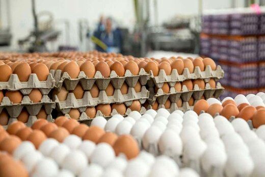 اعلام قیمت هر شانه تخم‌مرغ در میادین