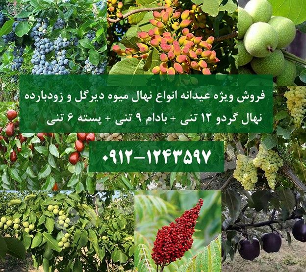 فروش ویژه عیدانه انواع نهال میوه دیرگل و زودبارده با ارسال یکروزه زیر نظر جهاد کشاورزی !