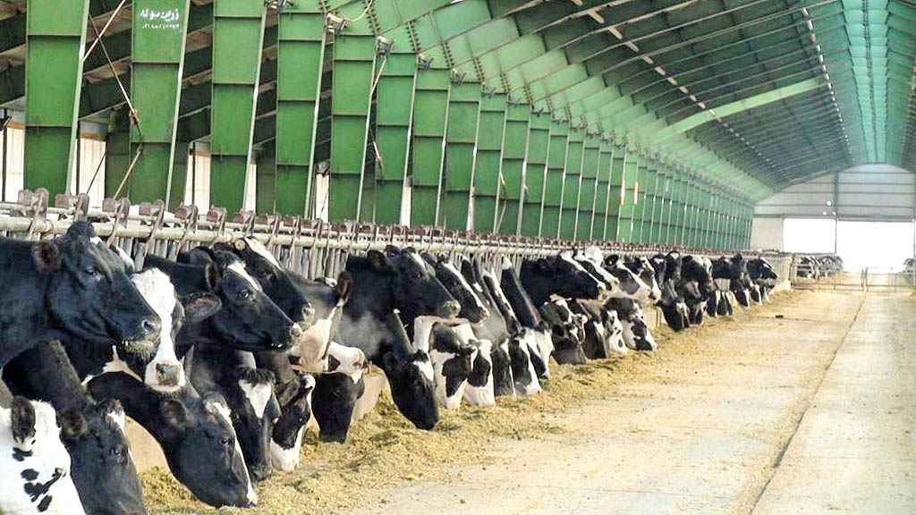 20 هزار تن شیر خشک صادر می‌شود