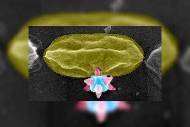 برنده جایزه نوبل کارساز شد / این ماده باکتری‌ها را سوراخ می‌کند!