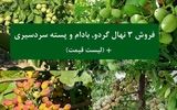 فروش ویژه 3 نهال گردو, بادام و پسته پیوندی مناسب مناطق سرد و کوهستانی + لیست قیمت