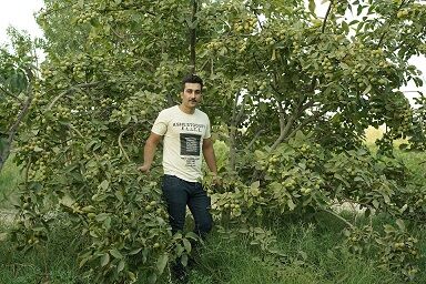 رکورد شکنی باردهی توسط گردو رویال با تولید ۸ تن بار خشک در هکتار