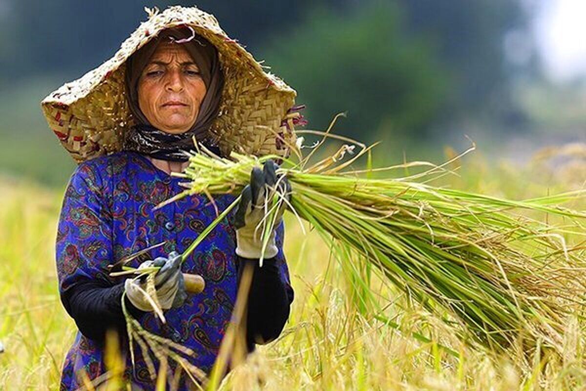 زنان این استان بیشتر در کشاورزی شاغل هستند!