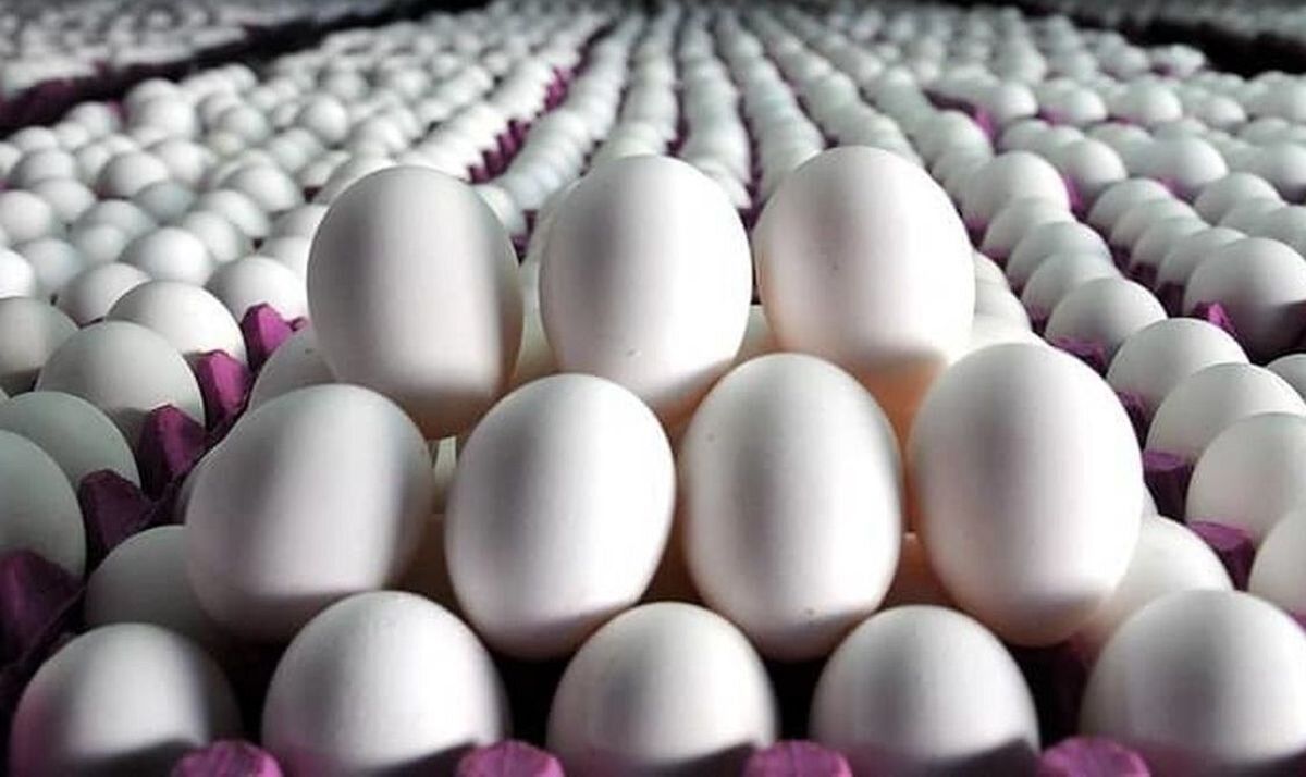قیمت جدید تخم مرغ در بازار/شانه 30 تایی چند؟