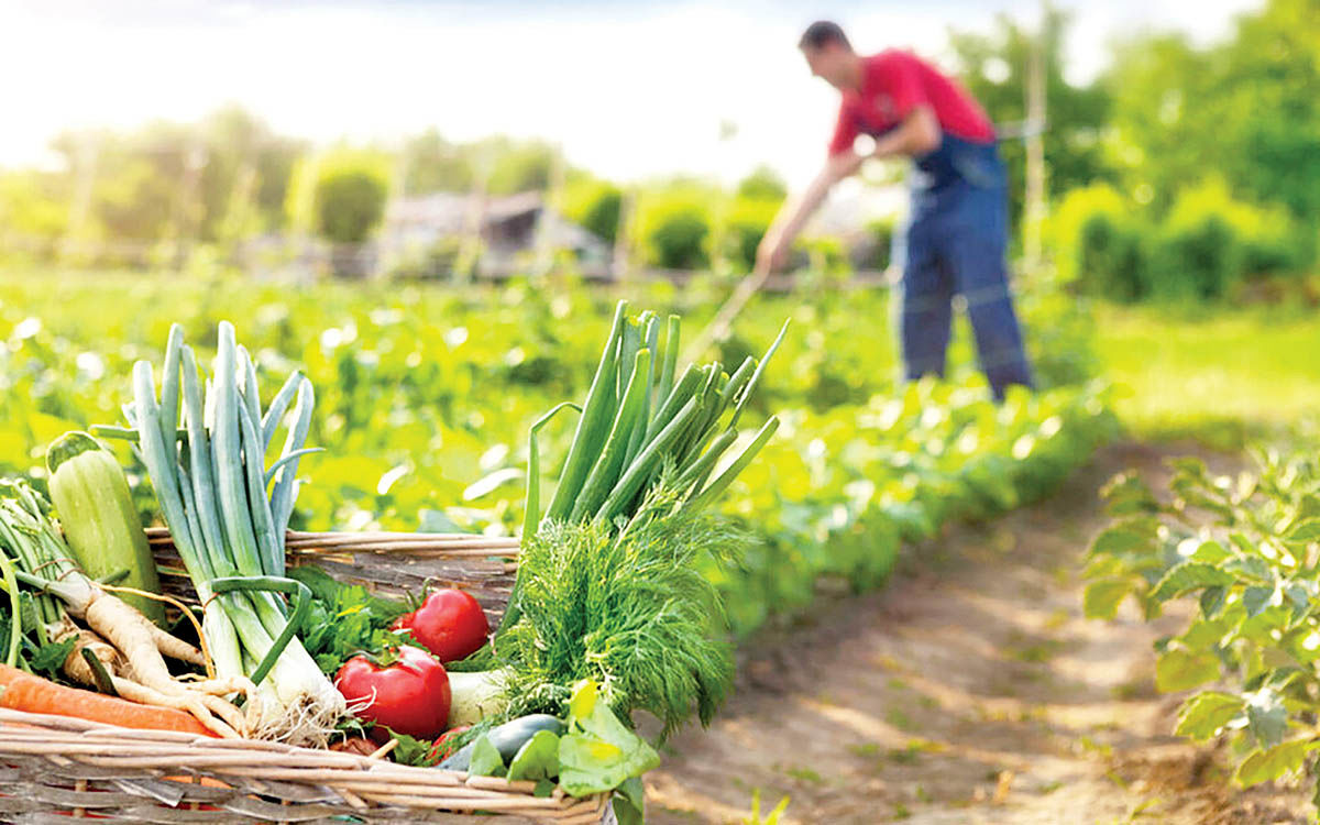 قیمت جهانی غذا بر مدار کاهشی