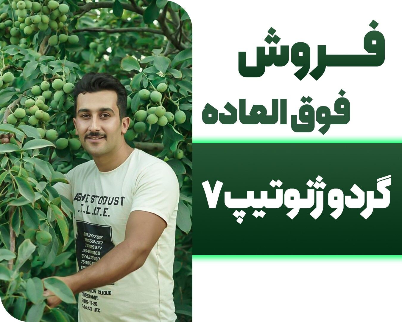 فروش ویژه نهال گردو کاغذی پاکوتاه و دیرگل در اولین روزهای سال ۱۴۰۳