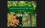 لیست قیمت پرسودترین ارقام نهال گردو 12 تنی + بادام 9 تنی + پسته 6 تنی زیر نظر جهاد کشاورزی