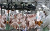 برنامه‌ریزی برای افزایش تولید گوشت مرغ 