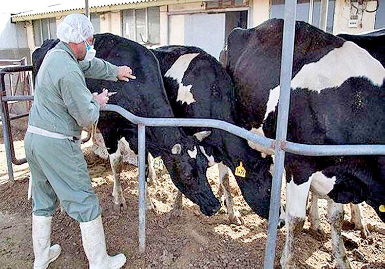 کنترل کامل سویه جدید تب برفکی در دامداری‌های صنعتی