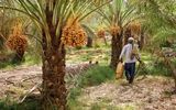 خرما؛ محصول راهبردی هرمزگان