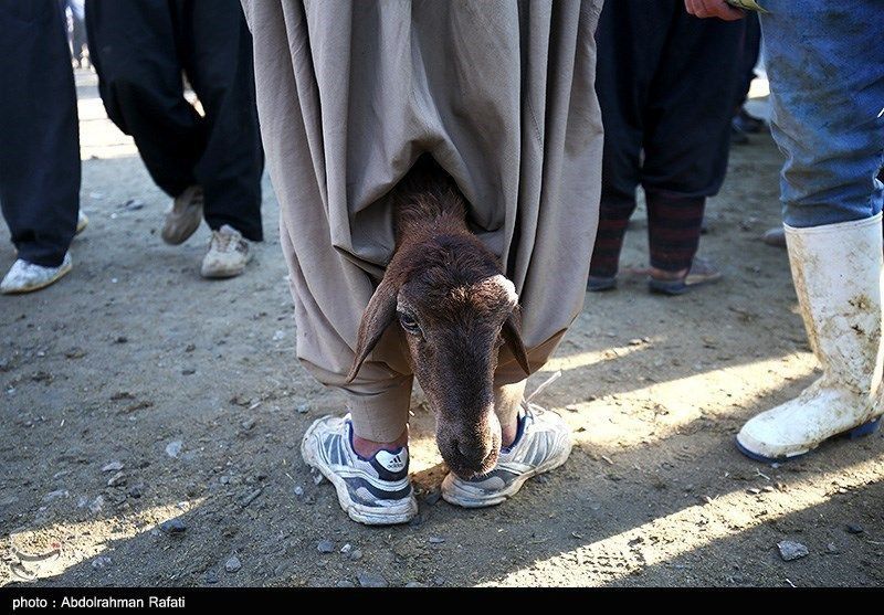 تصاویری غم انگیز از گوسفندان برای ذبح شدن در عید قربان!