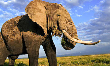 وزن این موجود غول‌پیکر ۲۱برابر یک فیل است!+ عکس