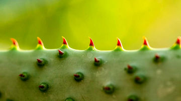 وقتی قاطعیت، خلاقیت را می‌کشد