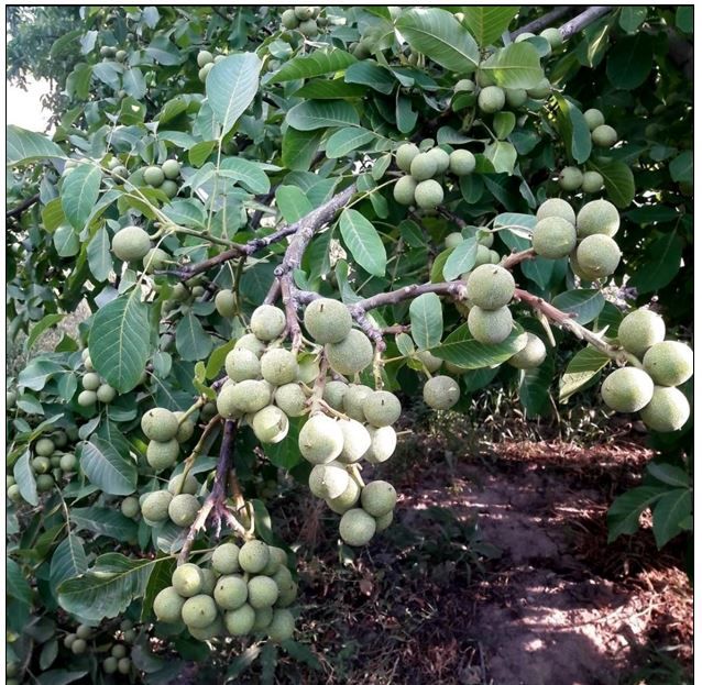 خرید نهال بادام و گردو راهی مطمئن برای درآمد میلیاردی از باغات