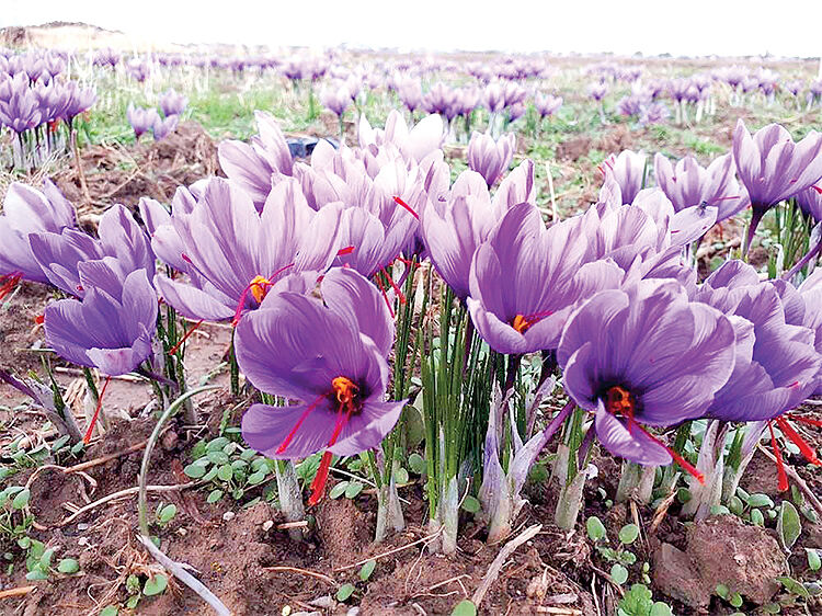 زمینه‌سازی جهت ثبت ملی آیین‌های مرتبط با زعفران تربت حیدریه 
