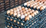 قیمت جدید مرغ و تخم مرغ 