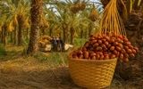 جایگاه خرمای هرمزگان دربازارداخل و خارج