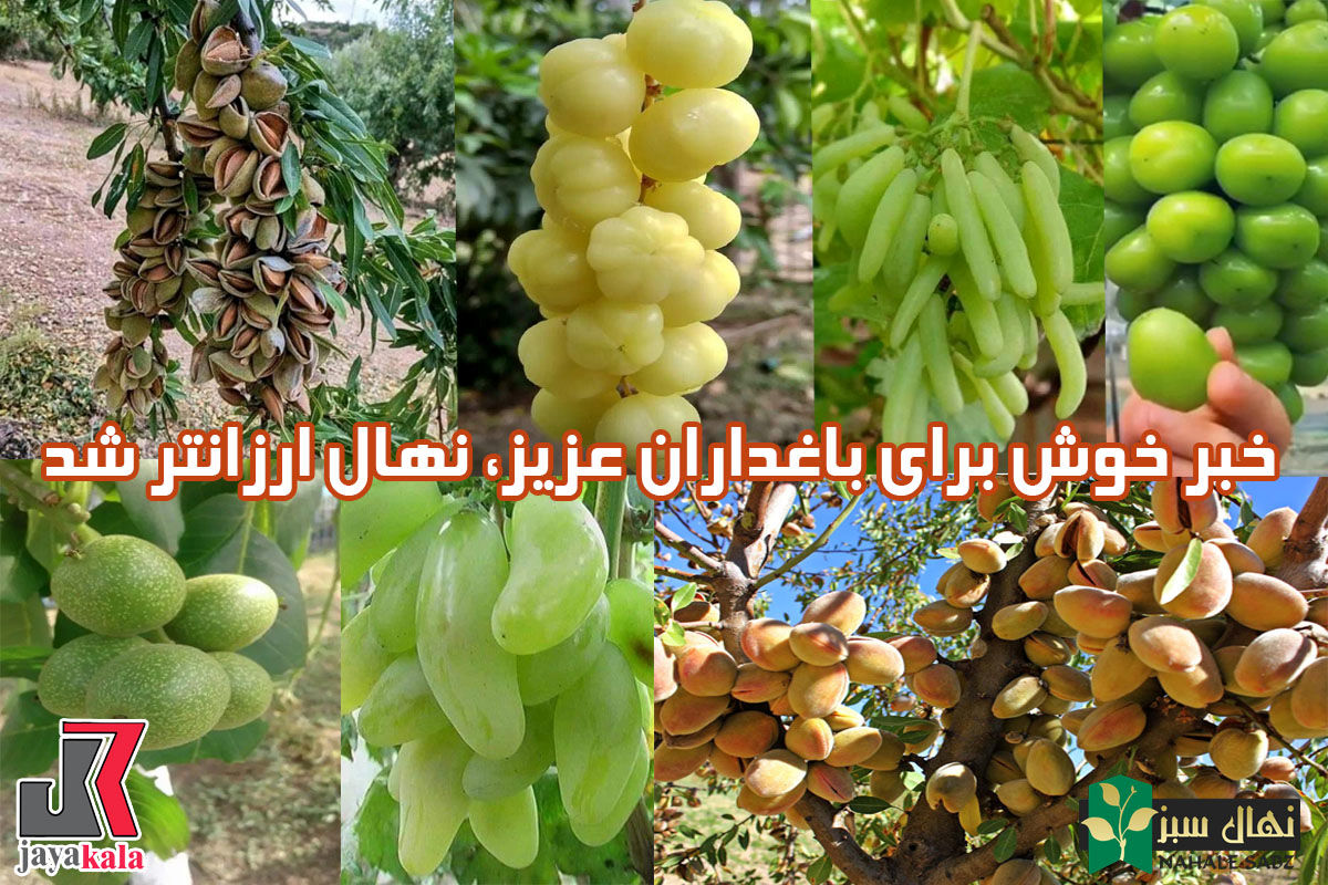 خبر خوش برای باغداران عزیز، نهال ارزانتر شد