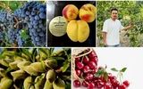 فرصتی بی نظیر؛ خرید نهال های پربار با۵۰٪ تخفیف از پالیز نهال