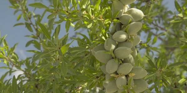 چگونه با خرید و کاشت نهال بادام در کوتاه‌ترین زمان به درآمد برسیم