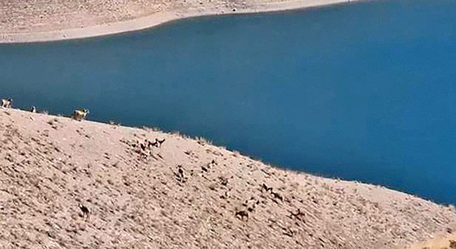 حضور گله قوچ وحشی در حاشیه دریاچه تار دماوند