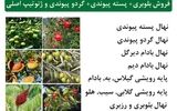 عرضه مستقیم نهال بلوبری+ پسته پیوندی+ گردو پیوندی و ژنوتیپ اصلی  از بزرگترین مرکز تولید و عرضه نهال در کرج