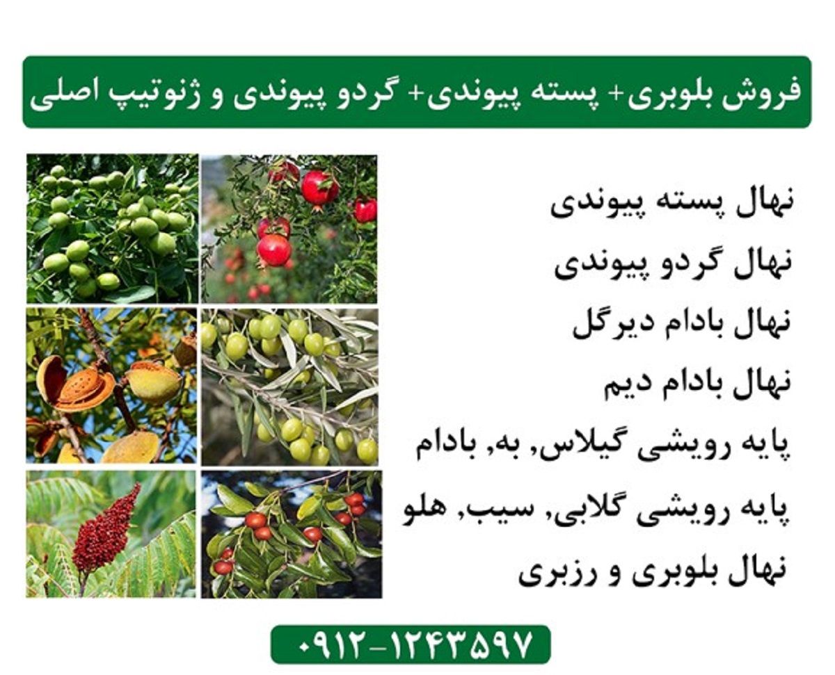 عرضه مستقیم نهال بلوبری+ پسته پیوندی+ گردو پیوندی و ژنوتیپ اصلی  از بزرگترین مرکز تولید و عرضه نهال در کرج