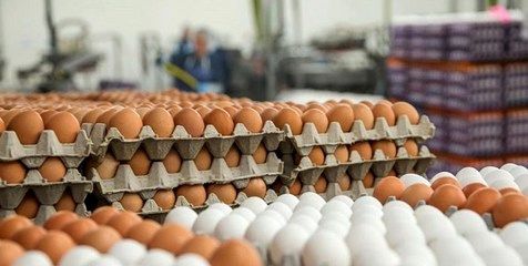 آخرین قیمت تخم‌مرغ در بازار