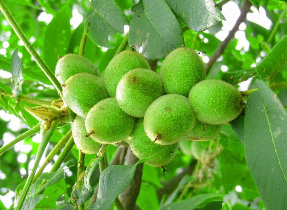خرید پرسودترین نهال گردوی ایران در سال 1400: