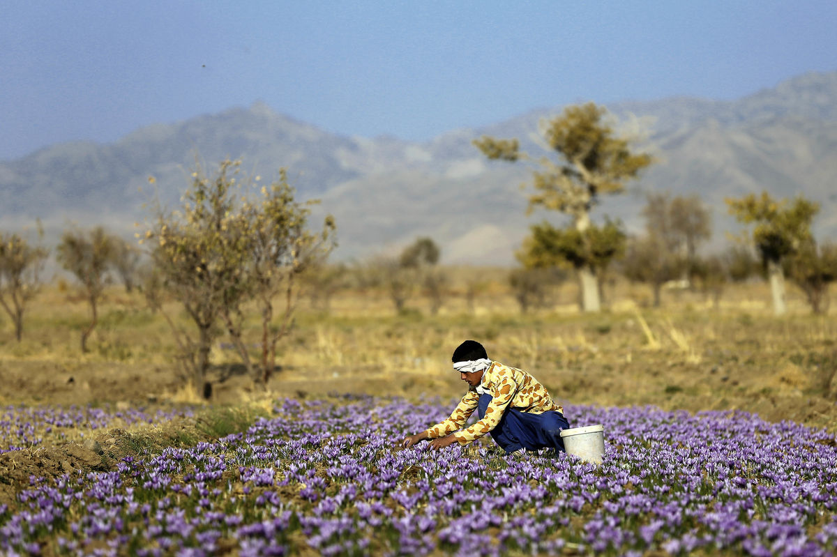 کاهش بیش از 11 درصدی صادرات زعفران ایران به اسپانیا
 