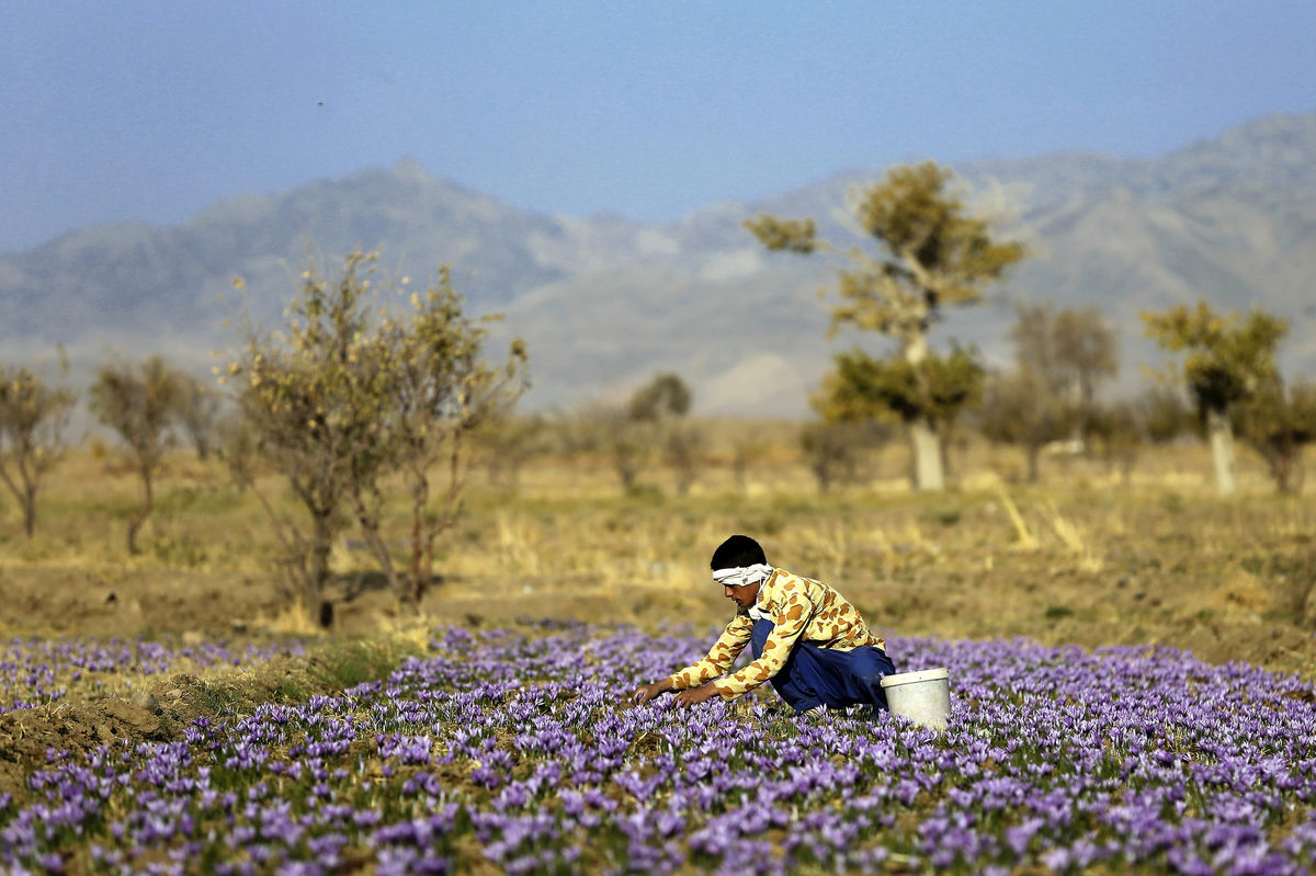 کاهش بیش از 11 درصدی صادرات زعفران ایران به اسپانیا
 