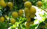 طلای سبز هرمزگان در سفره ایرانیان