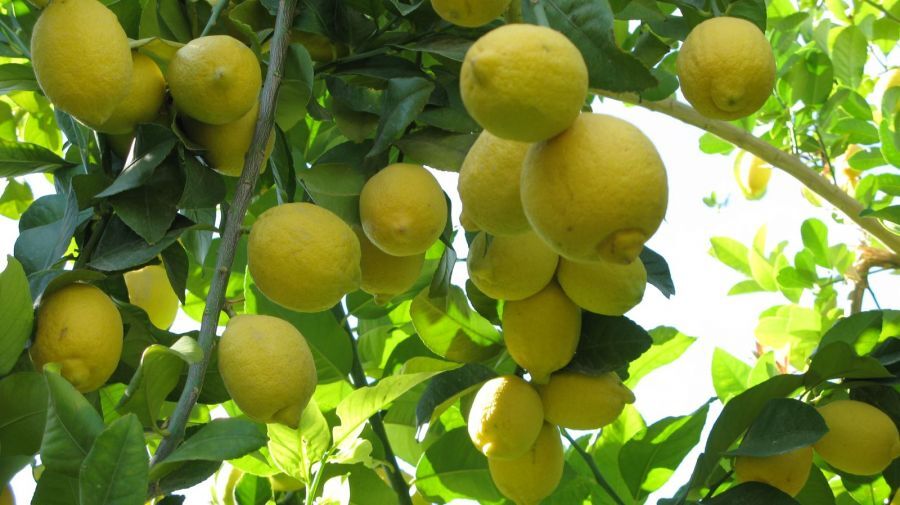 طلای سبز هرمزگان در سفره ایرانیان