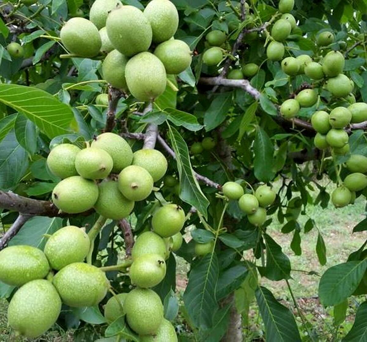 جشنواره خرید نهال گردو اصلاح شده ضمانتی فقط با 37 هزار و بادام 28هزار