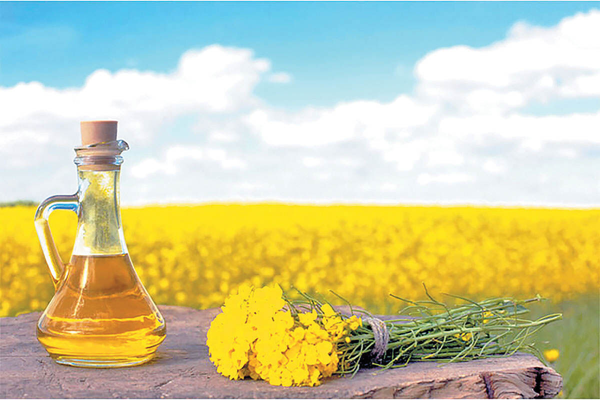 رویای 50 ساله خودکفایی دانه‌های روغنی 