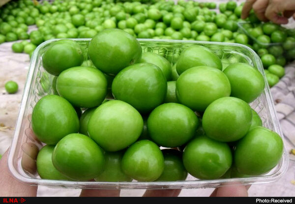 گوجه سبز ترکیه داخل کارتن موز به ایران رسید