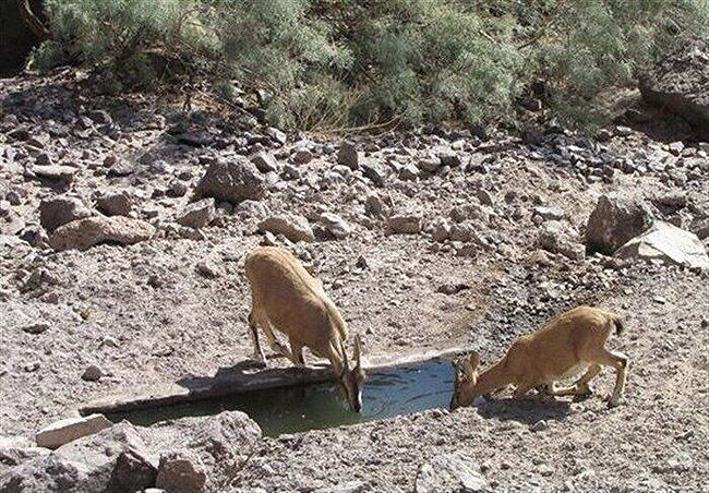 تخصیص اعتبار به محیطزیست لرستان