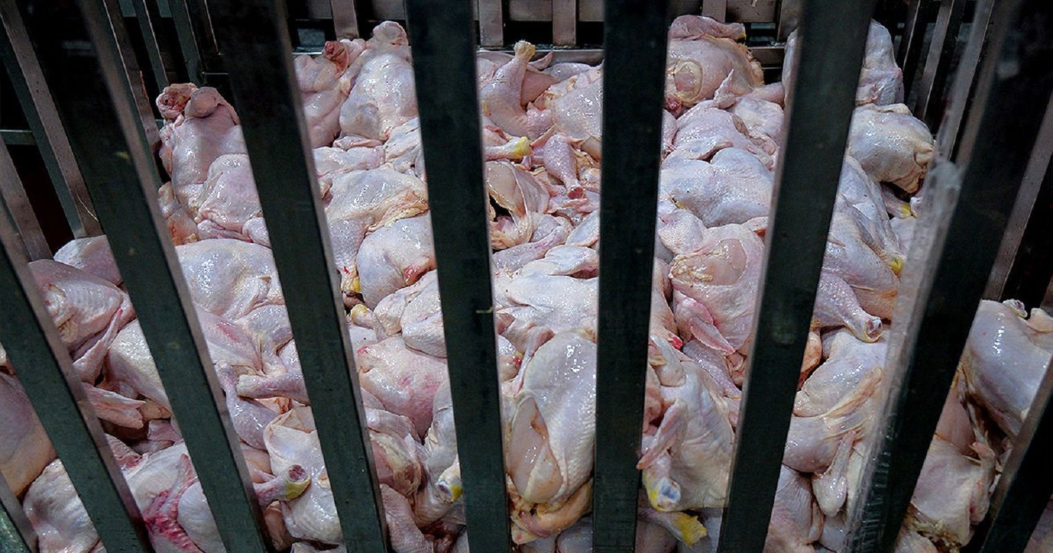 کدام استان‌ها بیشترین سهم را در خرید مرغ دارند؟